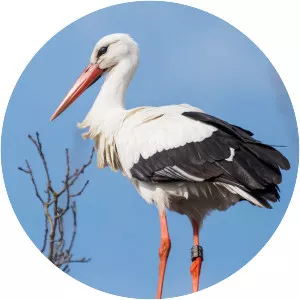 White stork