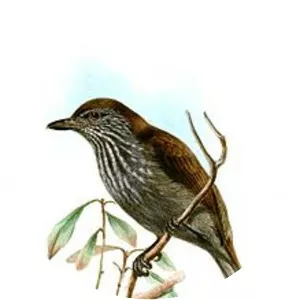 White-streaked antvireo