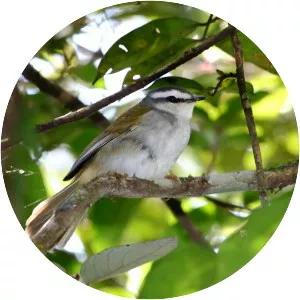 White-striped warbler