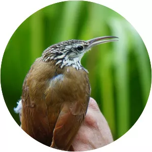 White-striped woodcreeper