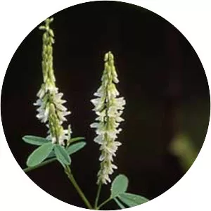 White sweetclover
