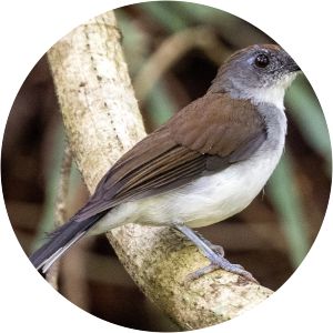 White-tailed alethe - Birds