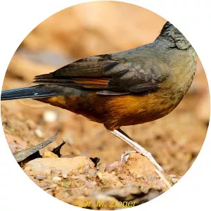 White-tailed ant thrush