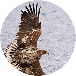 White-tailed eagle - Birds