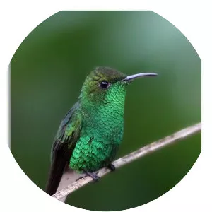 White-tailed emerald