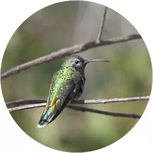 White-tailed goldenthroat