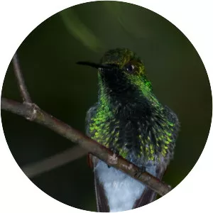 White-tailed hummingbird
