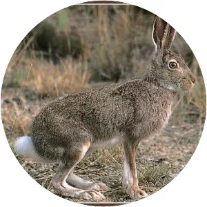 White-tailed jackrabbit - Animal