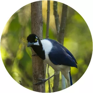 White-tailed jay