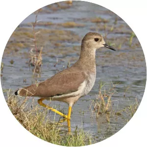 White-tailed lapwing