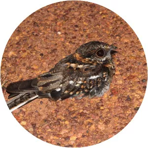 White-tailed nightjar