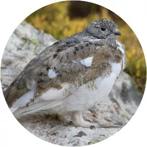 White-tailed ptarmigan - Birds
