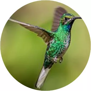 White-tailed sabrewing