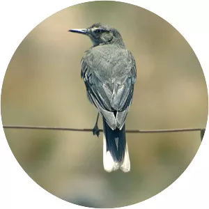 White-tailed shrike-tyrant