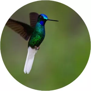 White-tailed starfrontlet