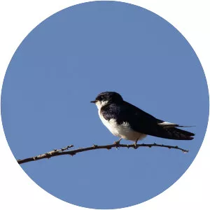 White-tailed swallow - Bird