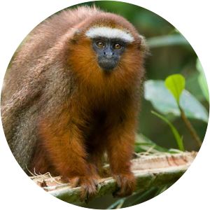 White-tailed titi monkey