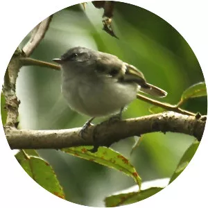 White-tailed tyrannulet