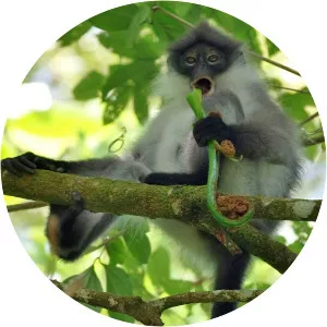 White‑thighed surili