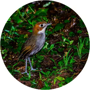 White-throated antpitta