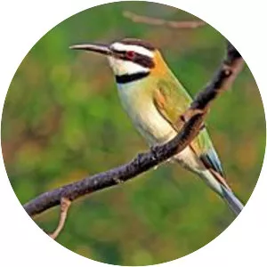 White-throated bee-eater