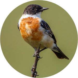 White-throated bush chat - Birds