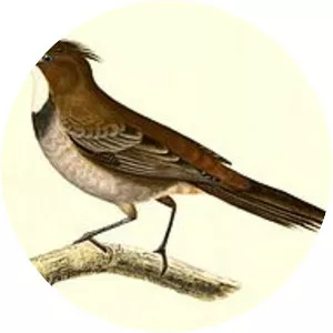 White-throated cacholote