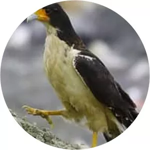 White-throated caracara