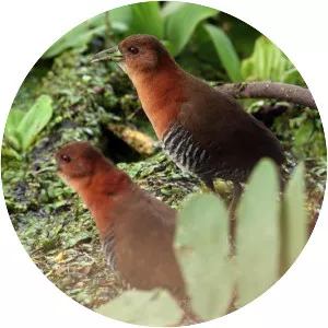 White-throated crake - Bird