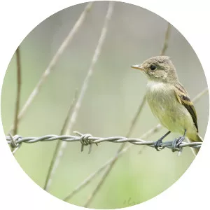 White-throated flycatcher