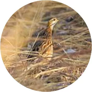 White-throated francolin - Bird