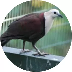 White-throated ground dove