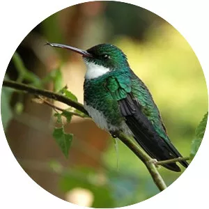 White-throated hummingbird