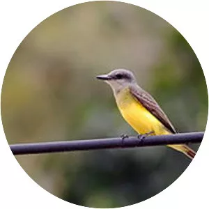 White-throated kingbird