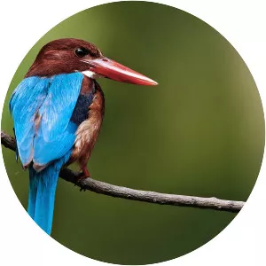 White-throated kingfisher