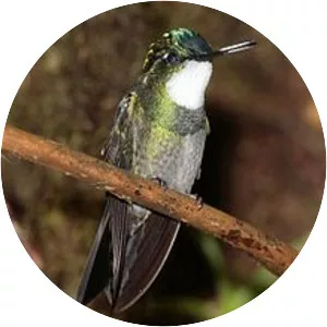 White-throated mountaingem