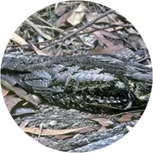 White-throated nightjar