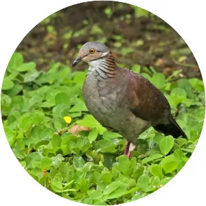 White-throated quail-dove