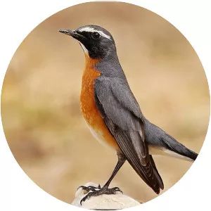 White-throated robin - 