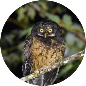 White-throated screech owl - Bird