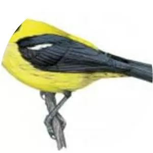 White-throated shrike-tanager