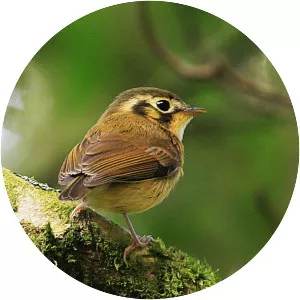 White-throated spadebill - Bird