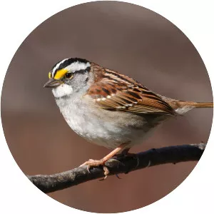 White-throated sparrow - Birds