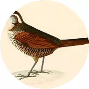 White-throated tapaculo