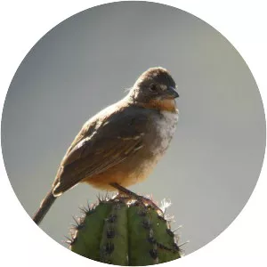White-throated towhee