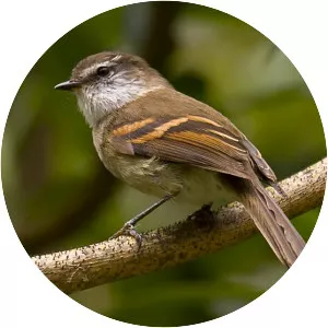 White-throated tyrannulet - Bird