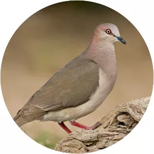 White-tipped dove