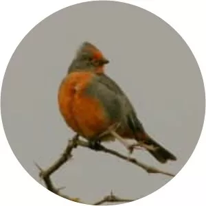 White-tipped plantcutter