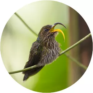 White-tipped sicklebill