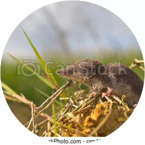 White-toothed shrew